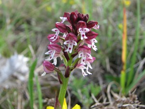 orchis ustulata